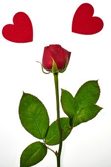 66558