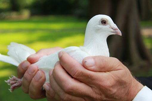 9456