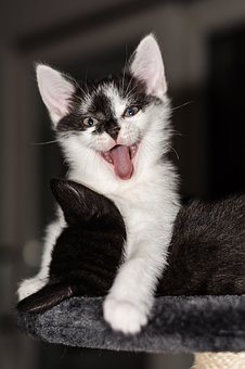 17224