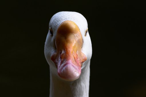 23395
