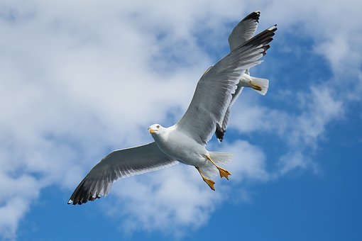 18272