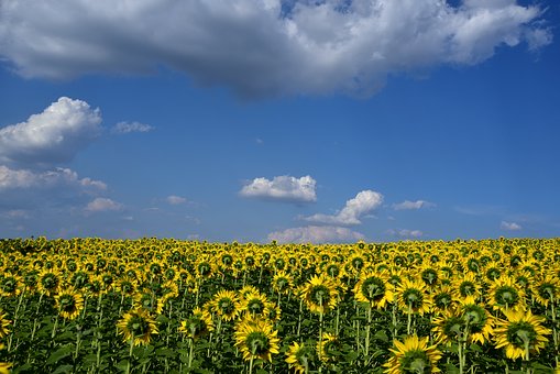 93817