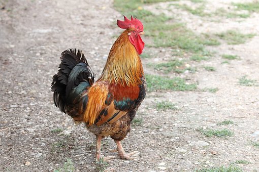 25093
