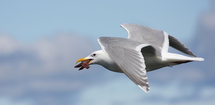 26698