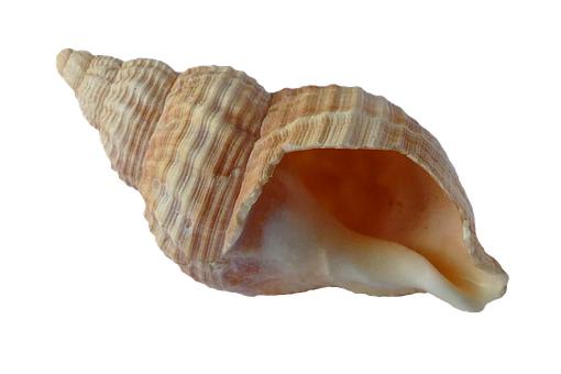 81691