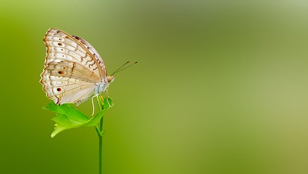 53234