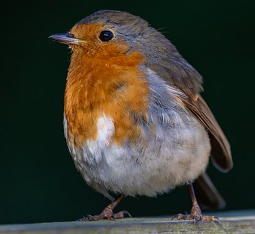 4538