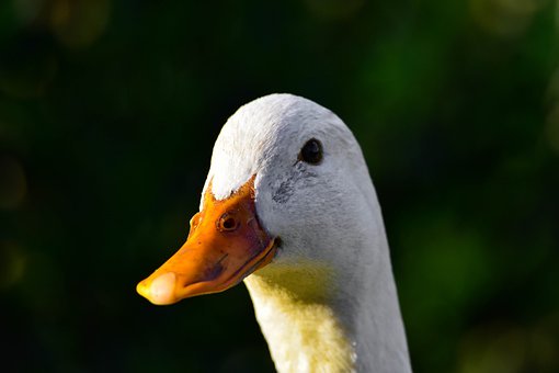 294763