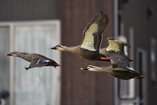 302385