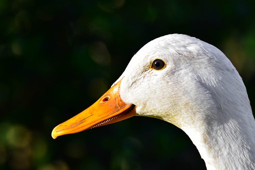 96275