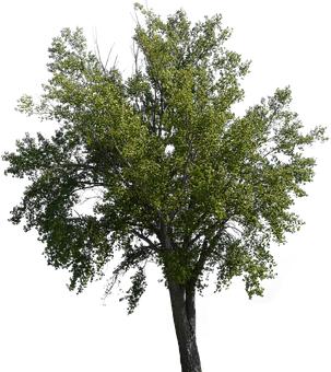 300826