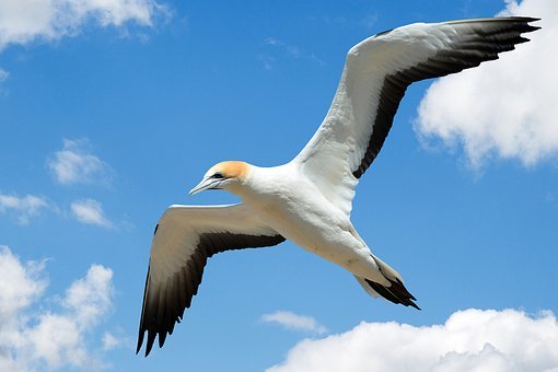 23683