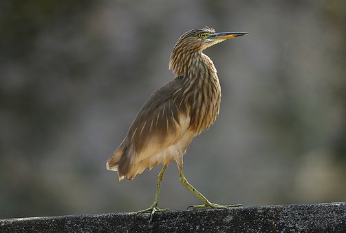 291515
