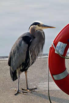 68230