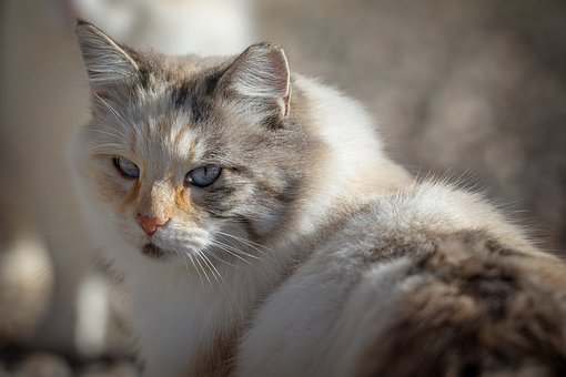55988