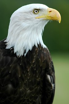 232768