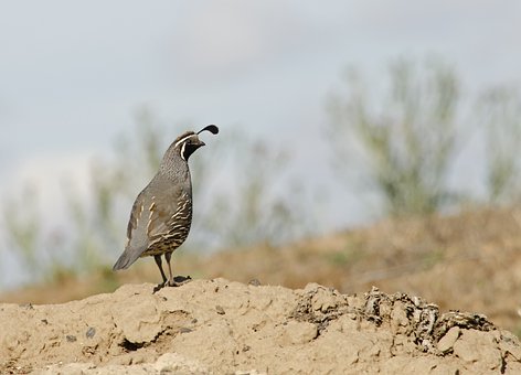 45313