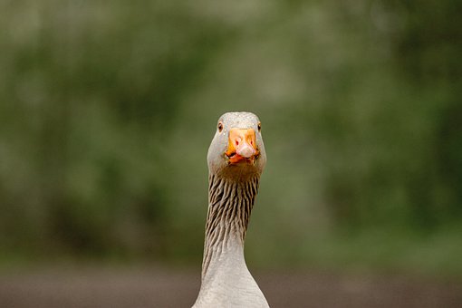 11528