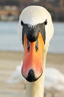94306