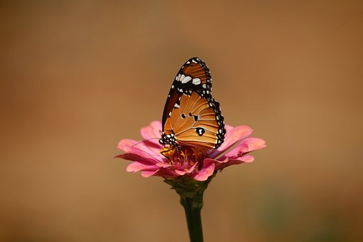 411511