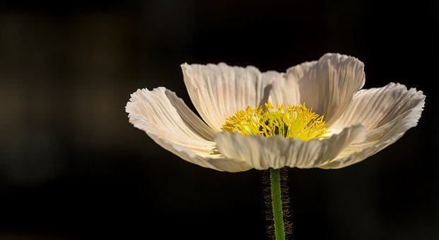 83129