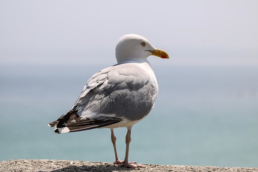153161