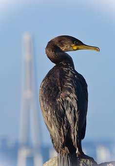 9544
