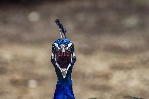 54753