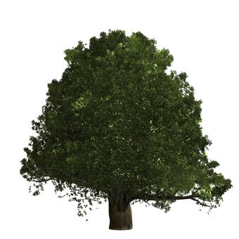 266504