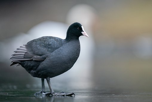 64287
