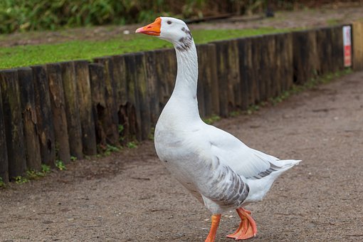 54450
