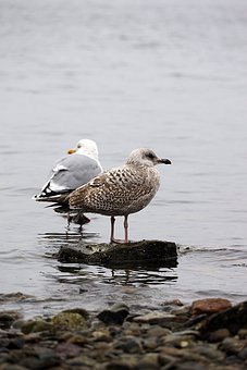 64150