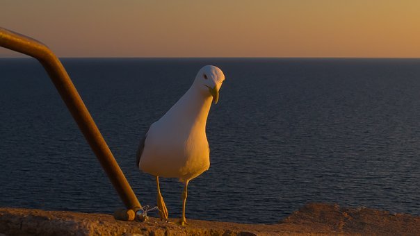 39409