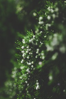 56081
