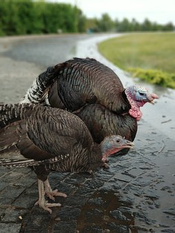 62572