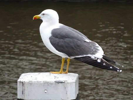 236454