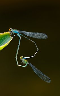 216091