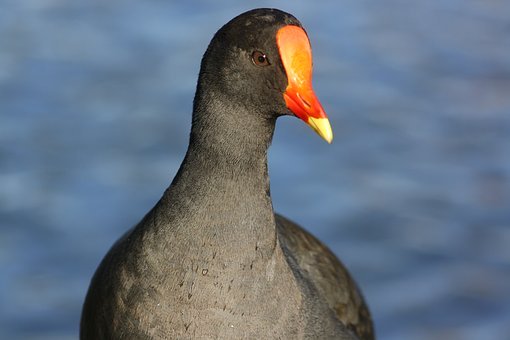 79455