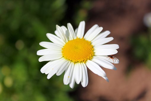 294727