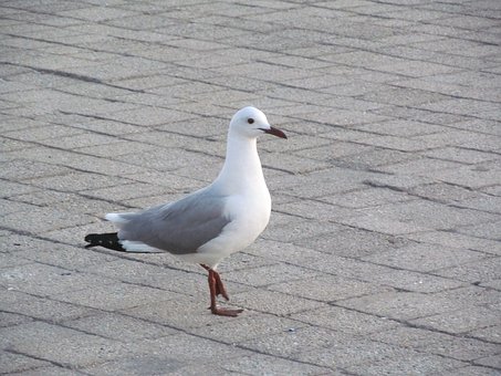 28595