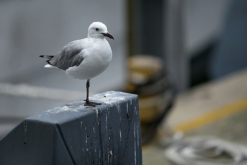 69626