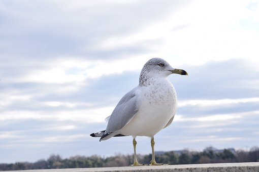 32789