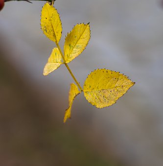 142084