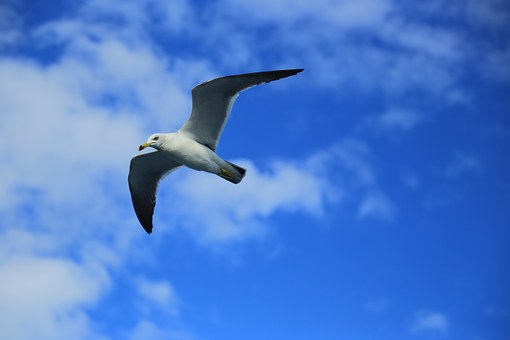 85516