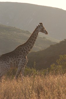 132194