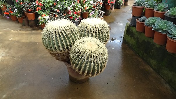 77871