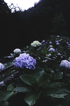 66828