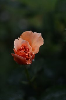 55786