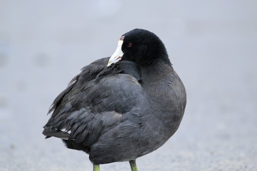 81220