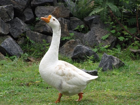 60498